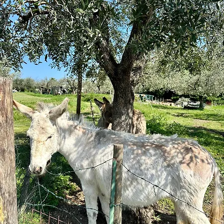 Nyaraló Casa Rosa *